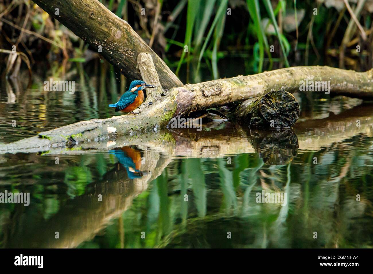 Kingfisher Vogel sitzt auf dem Ast Stockfoto