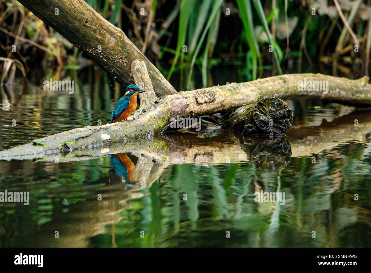 Kingfisher Vogel sitzt auf dem Ast Stockfoto