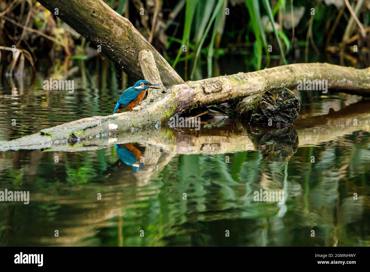 Kingfisher Vogel sitzt auf dem Ast Stockfoto