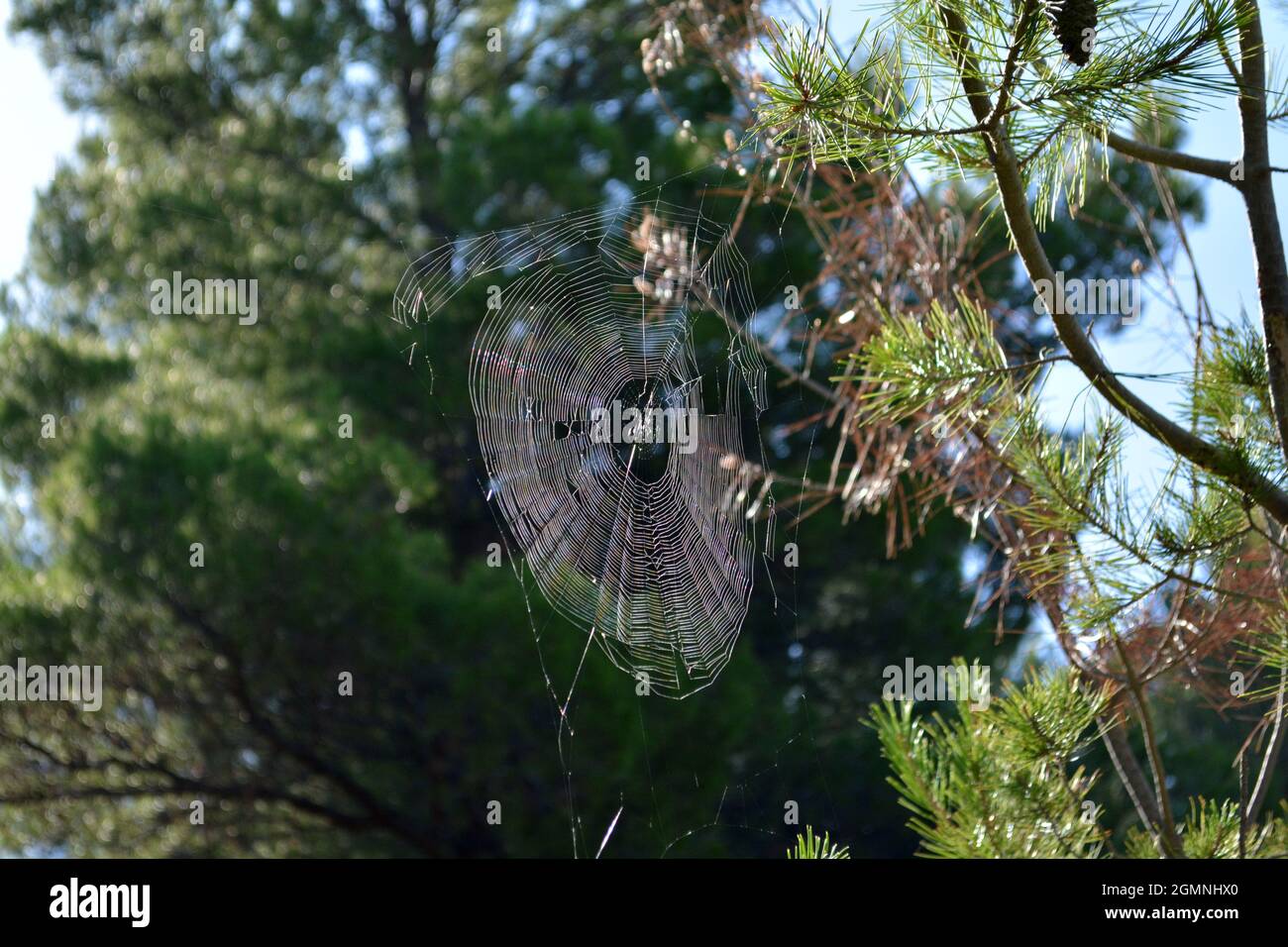 Spinnennetz in einem Baum auf Mallorca, Spanien Stockfoto