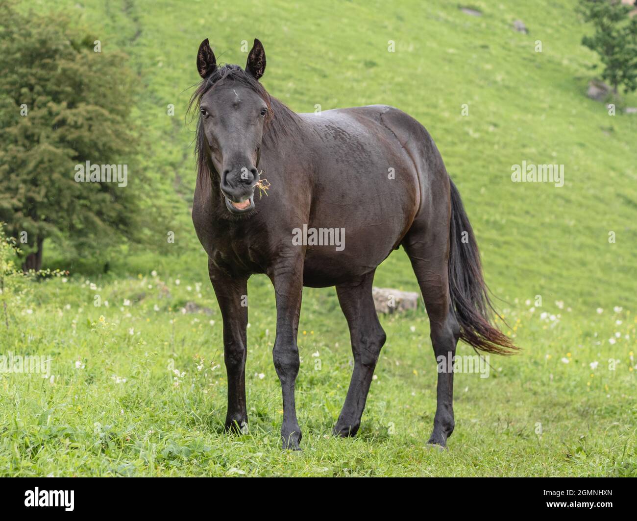 Braunes Pferd mit Gras im Mund Nahaufnahme. Mund offen, Blick auf die Kamera. Grünes Gras im Hintergrund. Bergweide. Der Begriff des Lebens Stockfoto