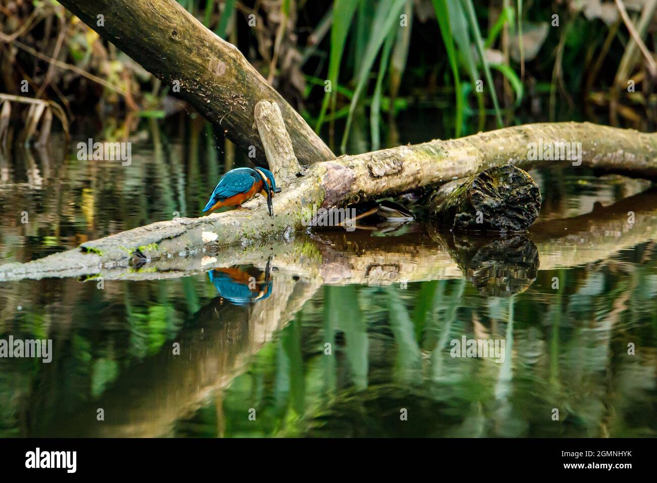 Kingfisher Vogel sitzt auf dem Ast Stockfoto