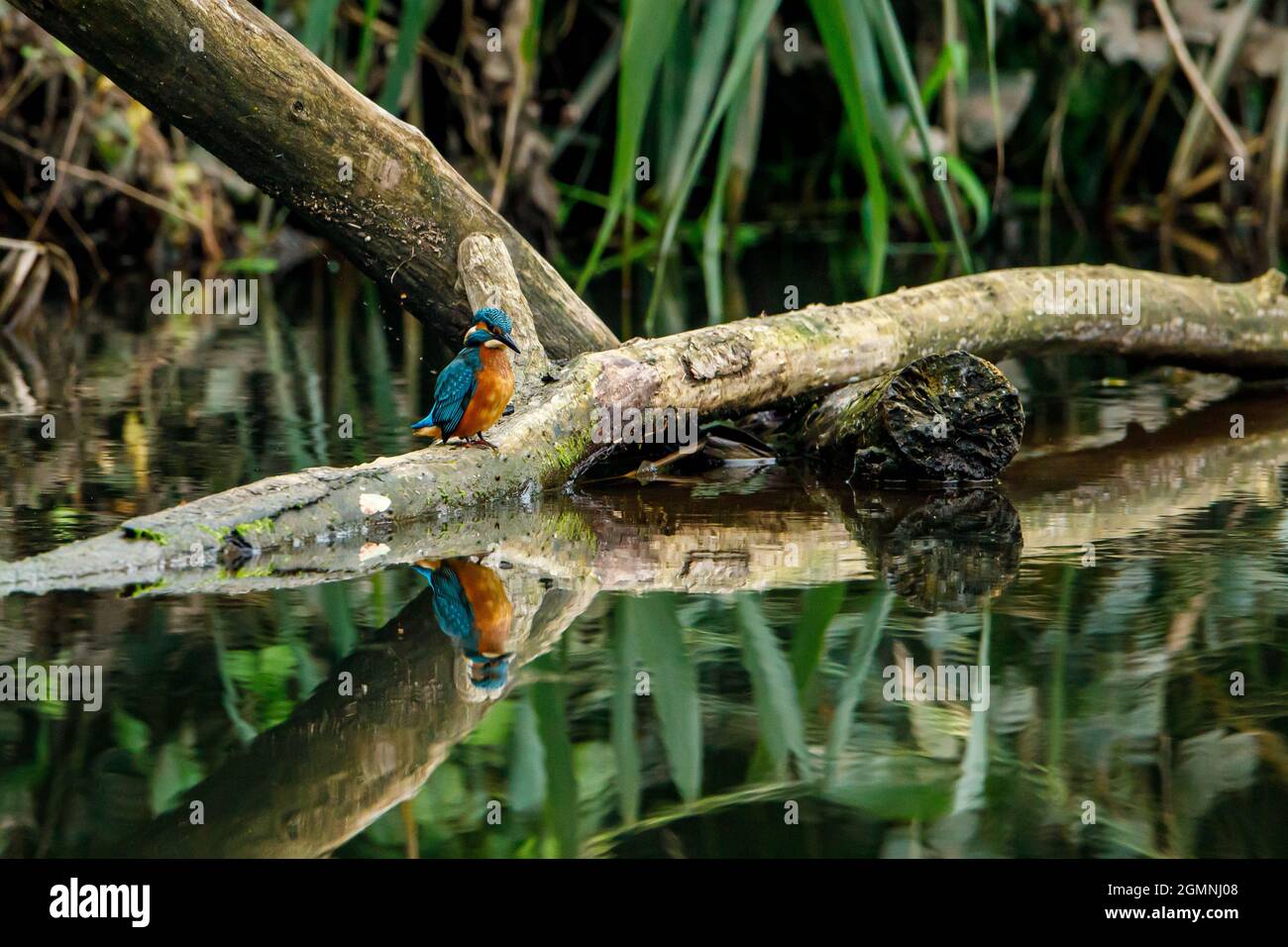 Kingfisher Vogel sitzt auf dem Ast Stockfoto