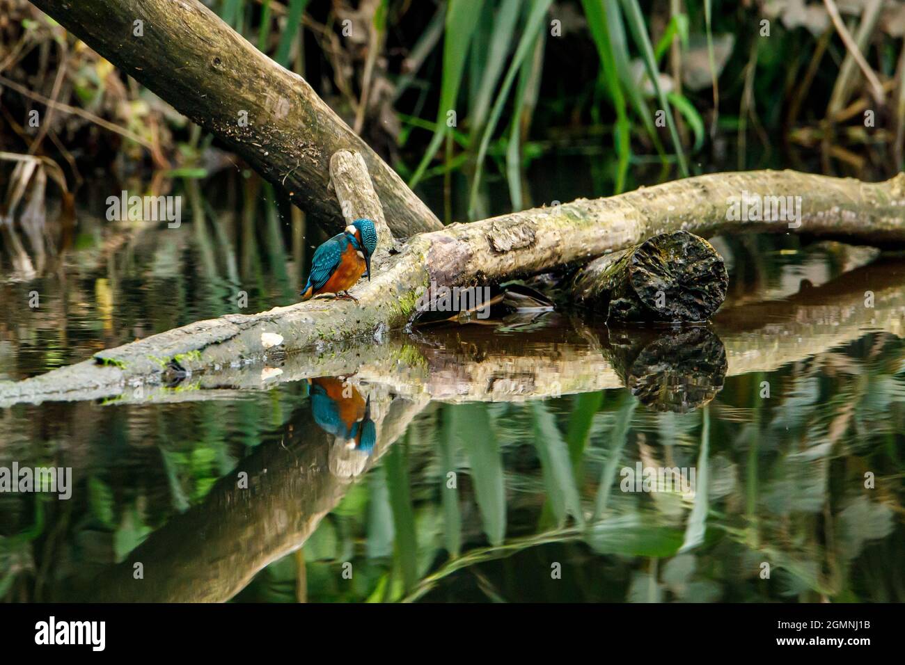 Kingfisher Vogel sitzt auf dem Ast Stockfoto