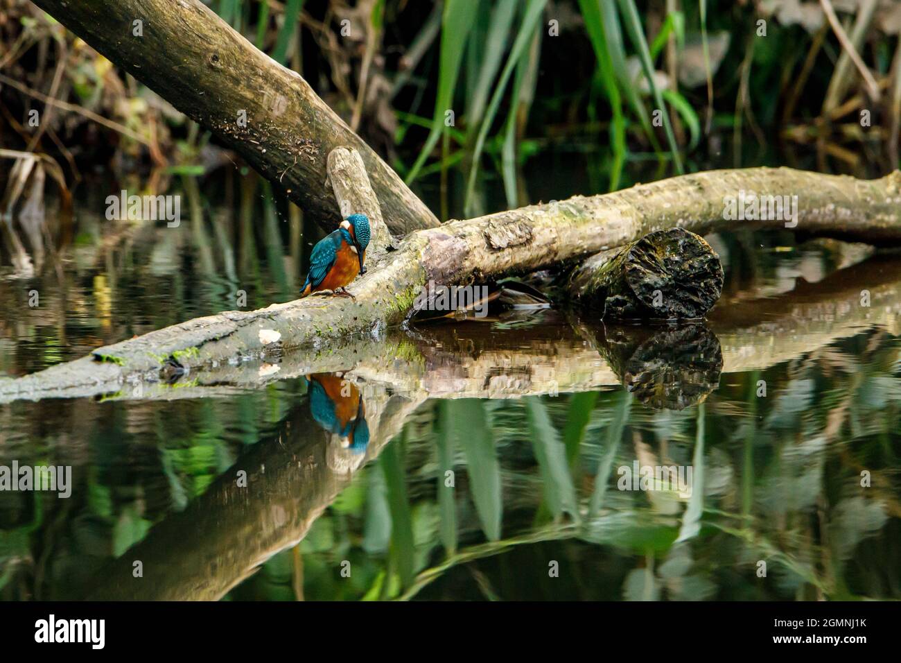 Kingfisher Vogel sitzt auf dem Ast Stockfoto