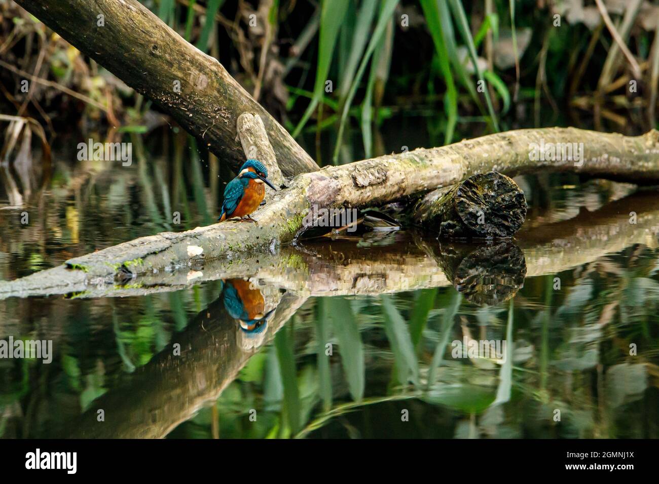 Kingfisher Vogel sitzt auf dem Ast Stockfoto