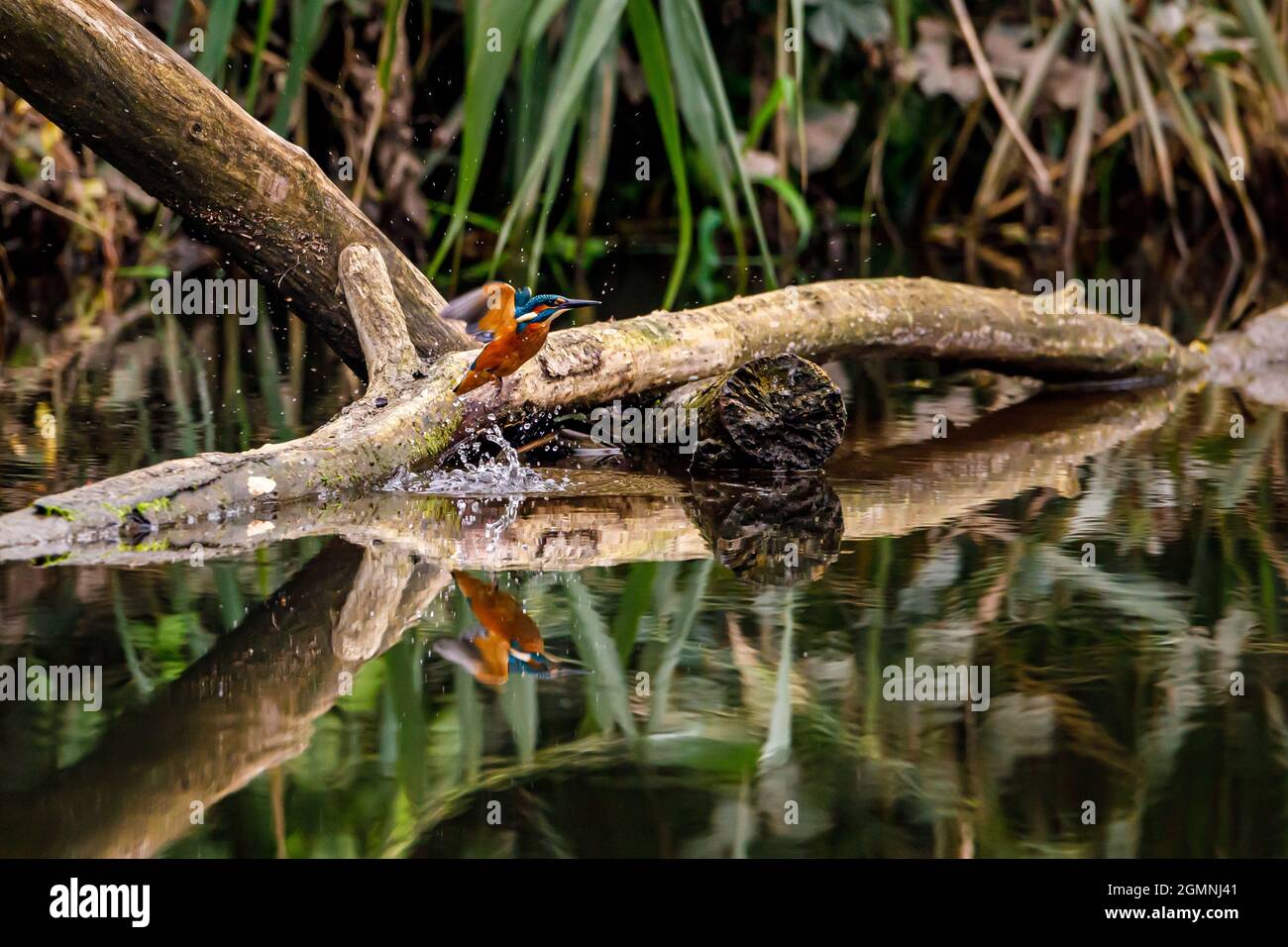 Kingfisher Vogel sitzt auf dem Ast Stockfoto