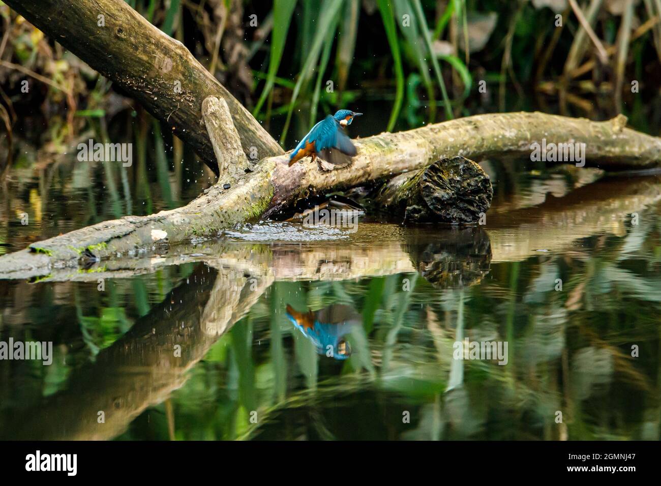 Kingfisher Vogel sitzt auf dem Ast Stockfoto