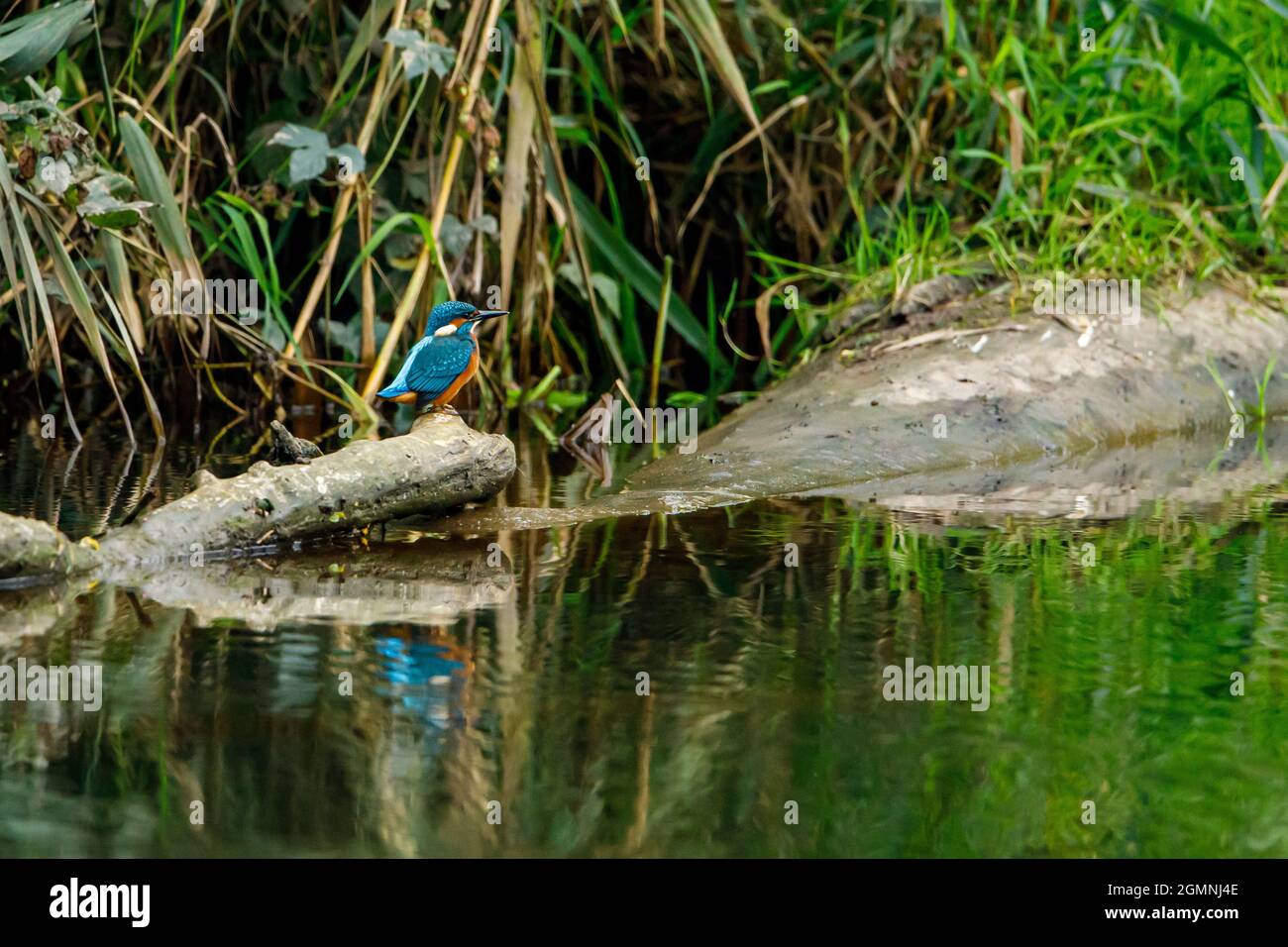 Kingfisher Vogel sitzt auf dem Ast Stockfoto