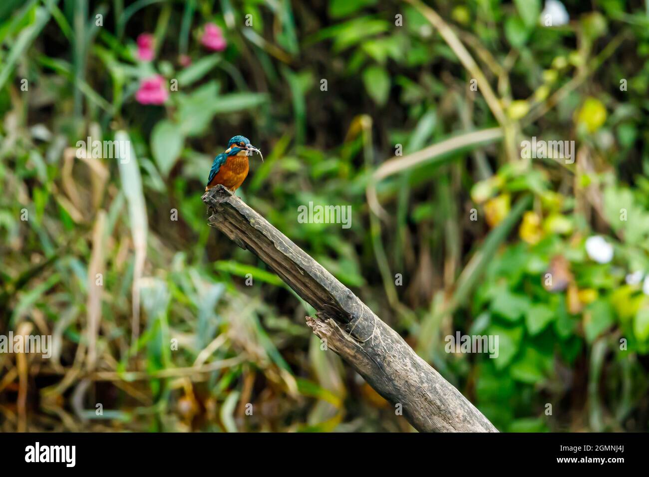 Kingfisher Vogel sitzt auf dem Ast Stockfoto