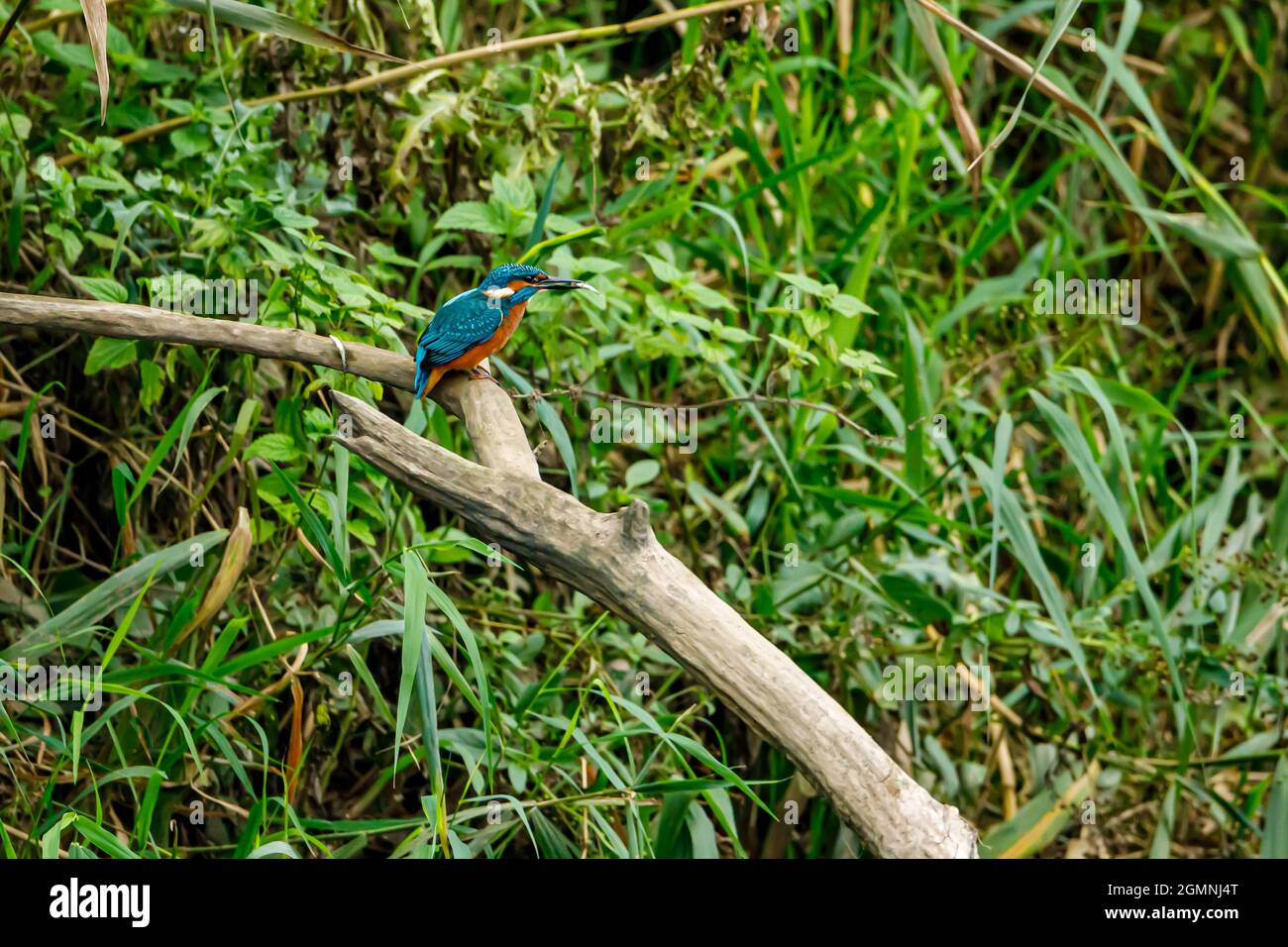 Kingfisher Vogel sitzt auf dem Ast Stockfoto