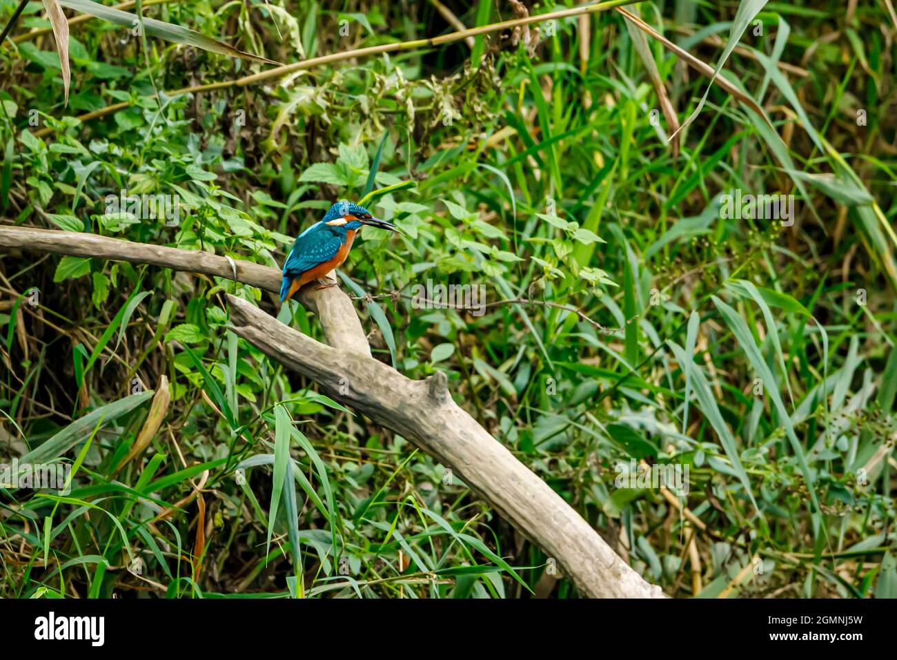 Kingfisher Vogel sitzt auf dem Ast Stockfoto