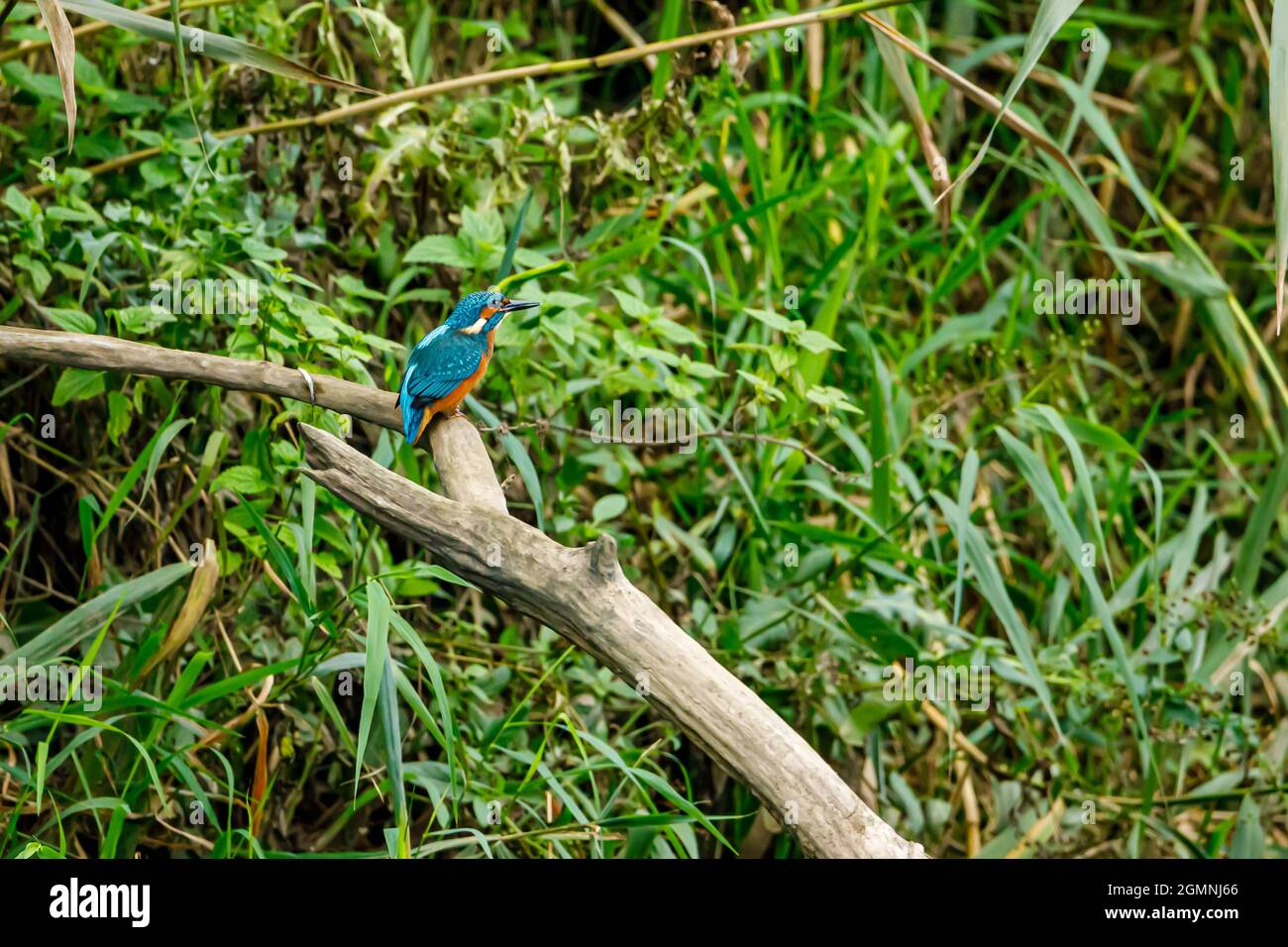 Kingfisher Vogel sitzt auf dem Ast Stockfoto