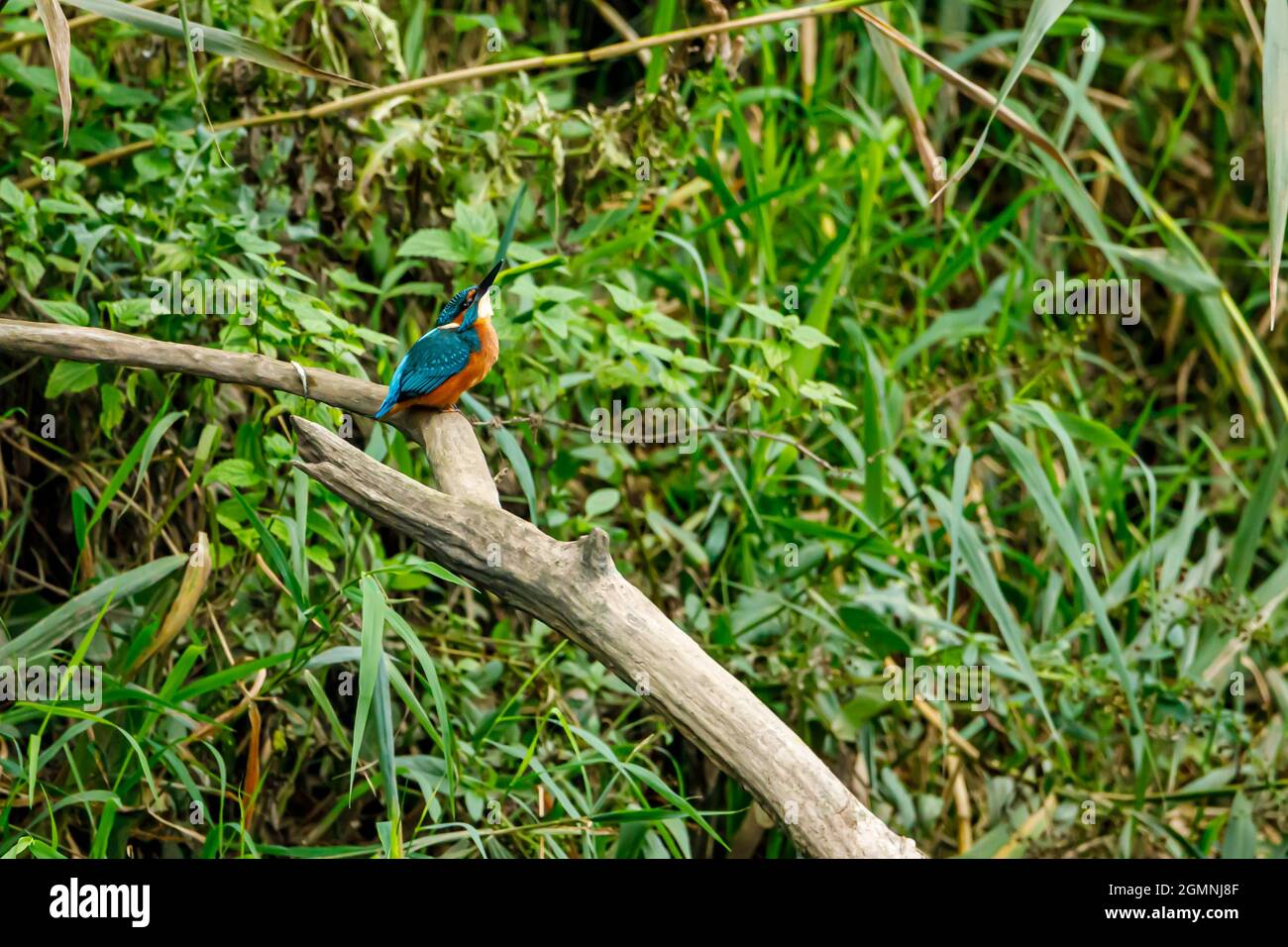 Kingfisher Vogel sitzt auf dem Ast Stockfoto