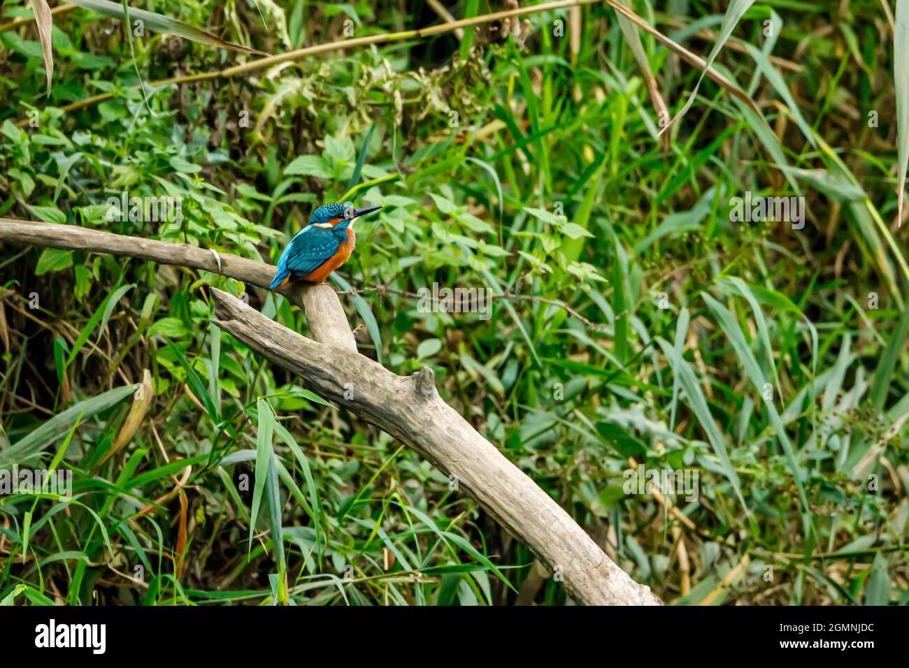 Kingfisher Vogel sitzt auf dem Ast Stockfoto