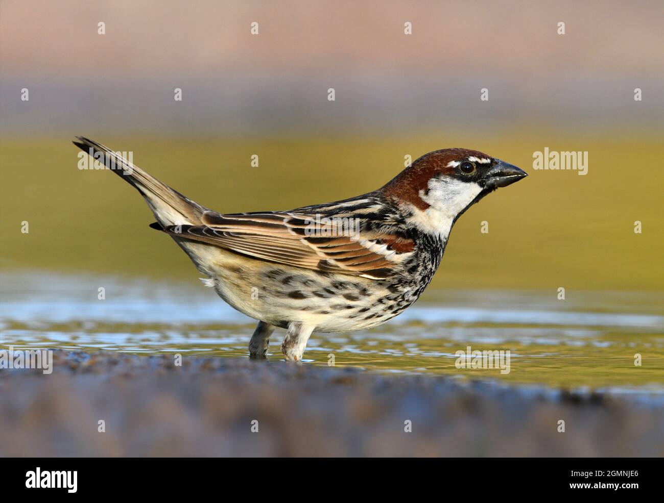 Spanische Sparrow - Passer hispaniolensis Stockfoto