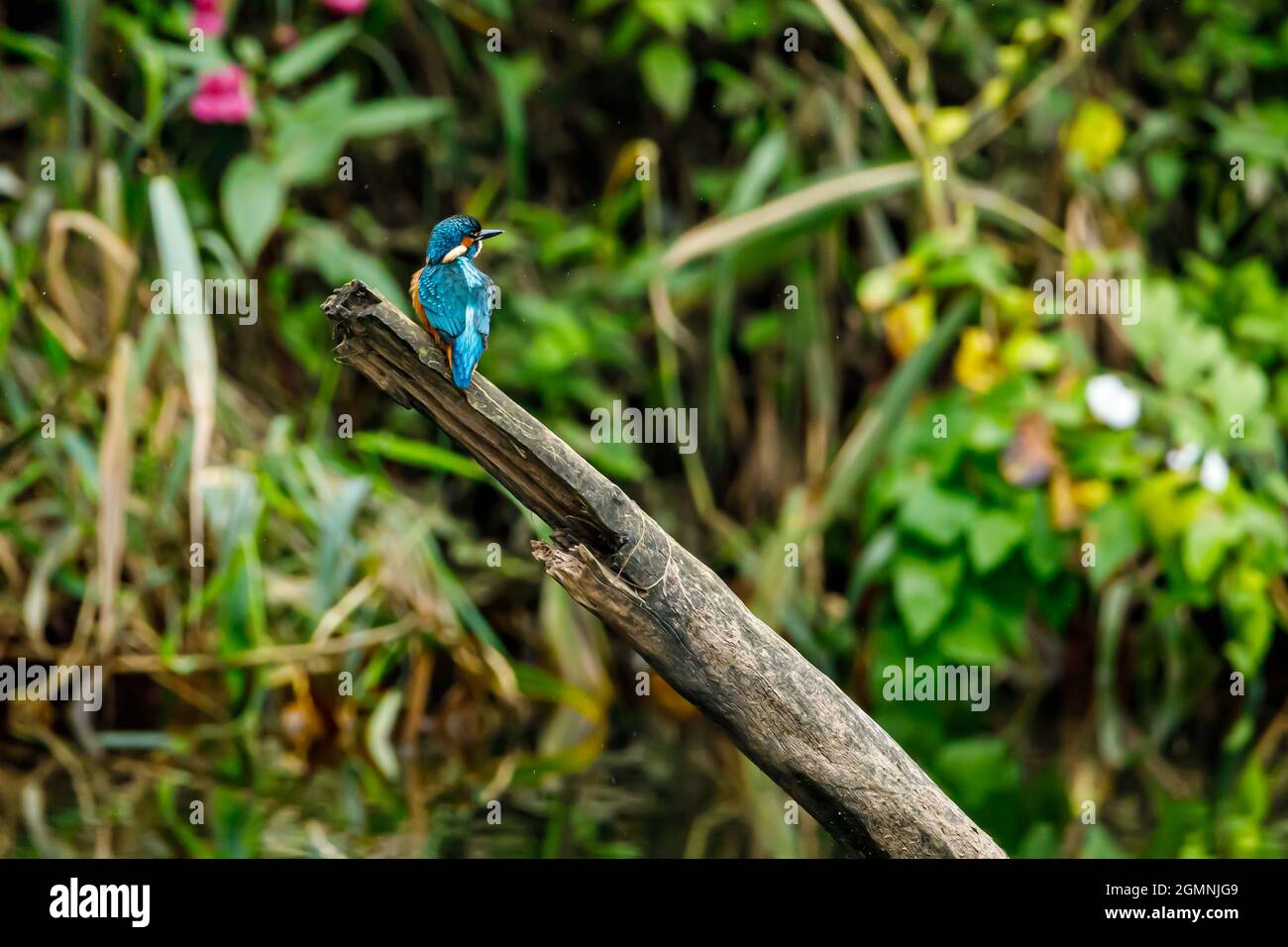 Kingfisher Vogel sitzt auf dem Ast Stockfoto