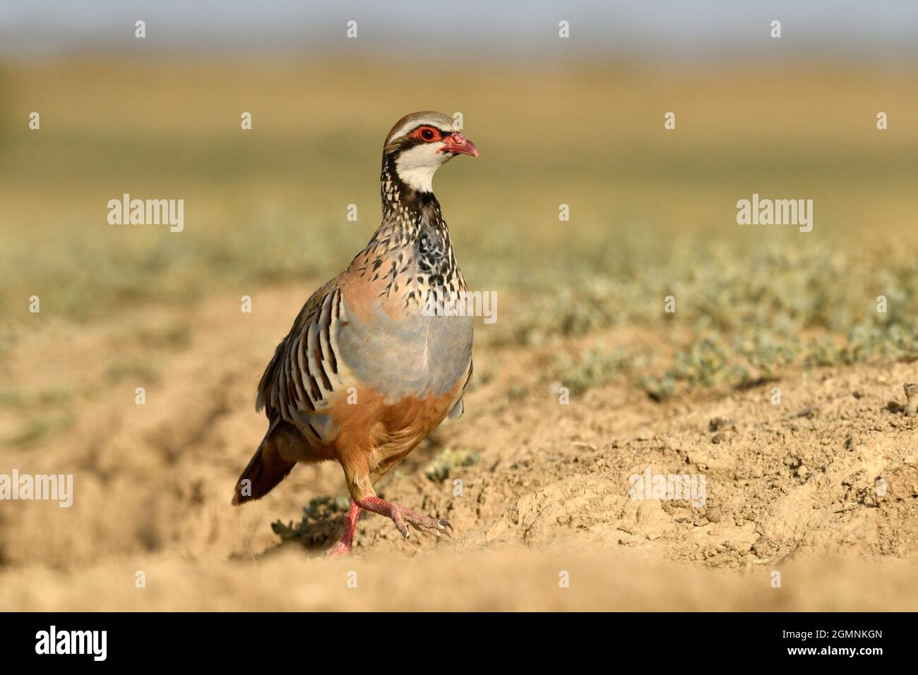 Rothuhn - Alectoris rufa Stockfoto