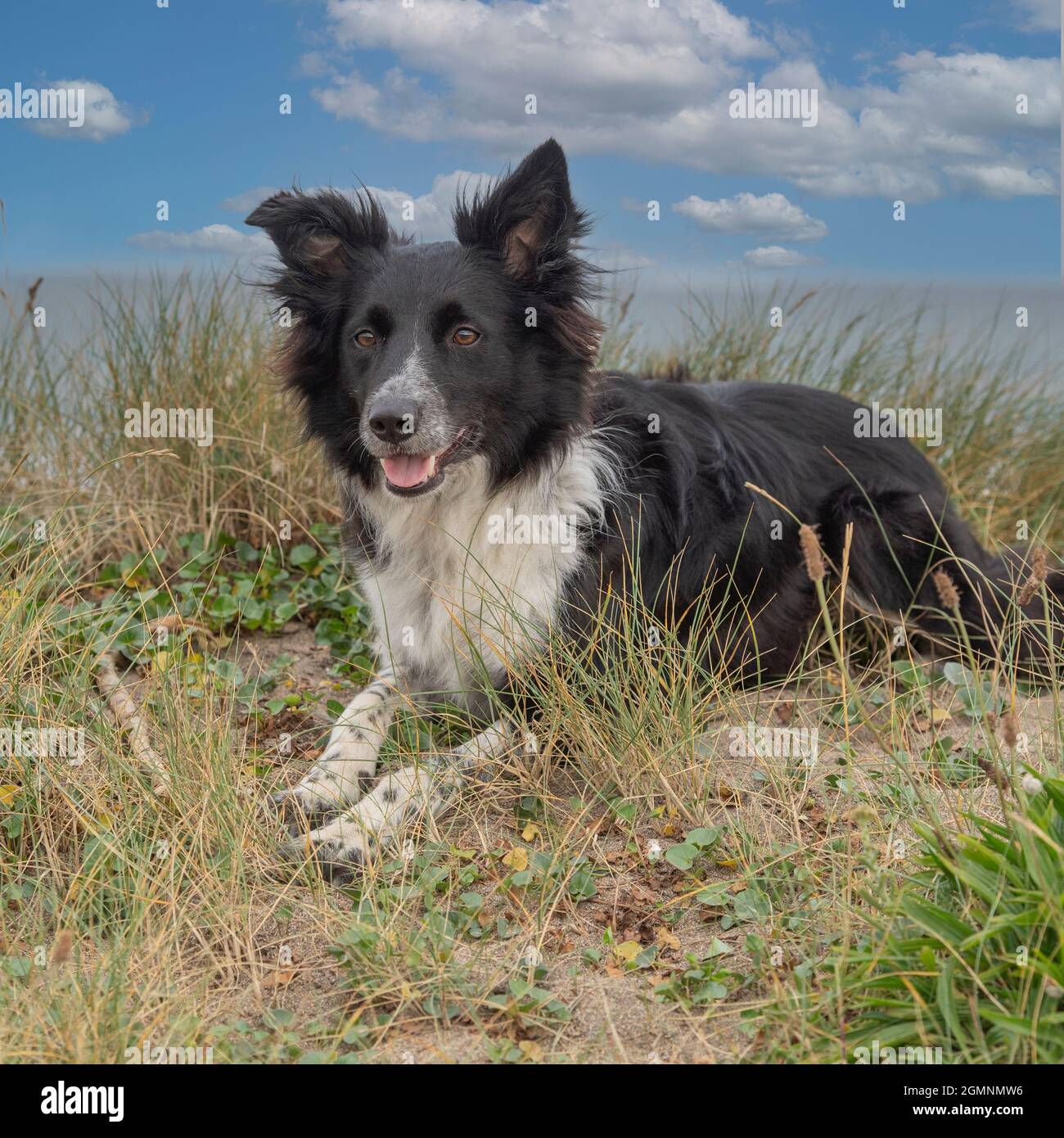 Border Collie liegt auf Sanddünen am Strand Stockfoto