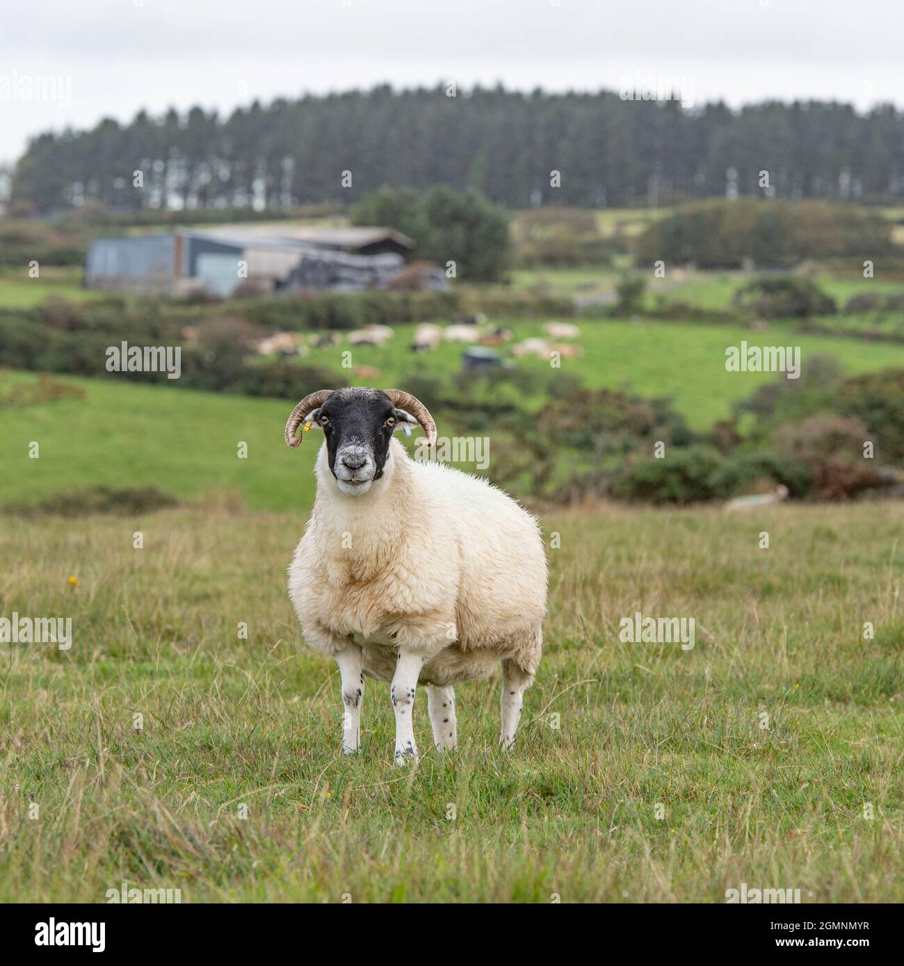 Schafe auf einem Feld, die die Kamera betrachten Stockfoto