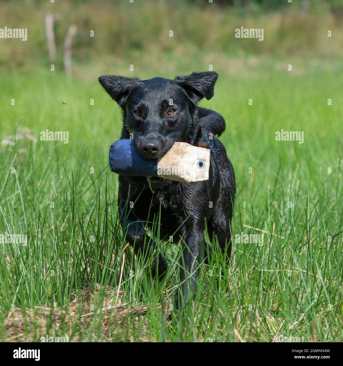 Schwarzer labrador Retriever ruft einen Trainingsdummy ab Stockfoto