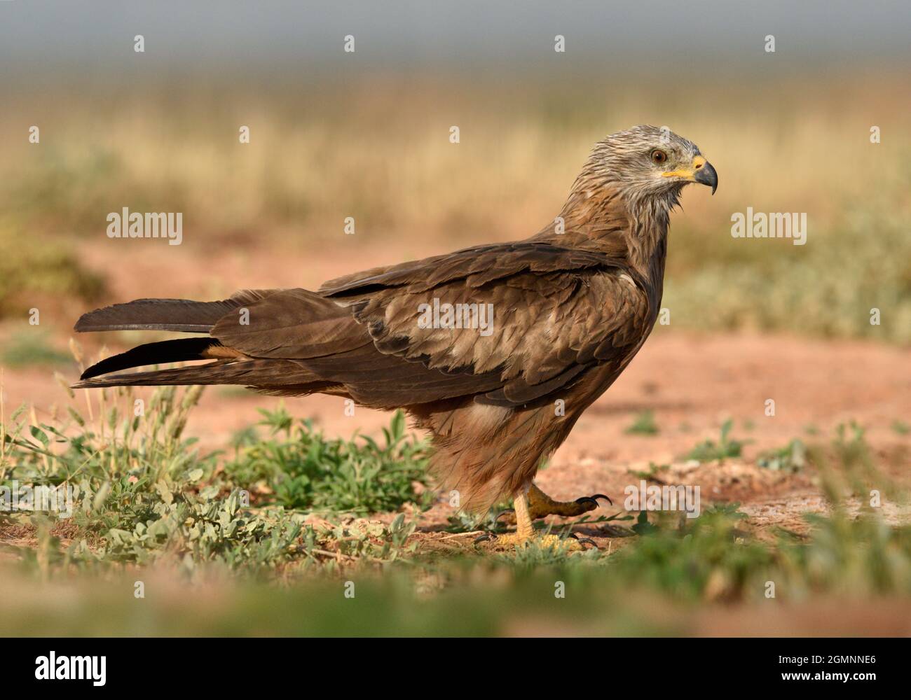 Schwarzmilan - Milvus migrans Stockfoto