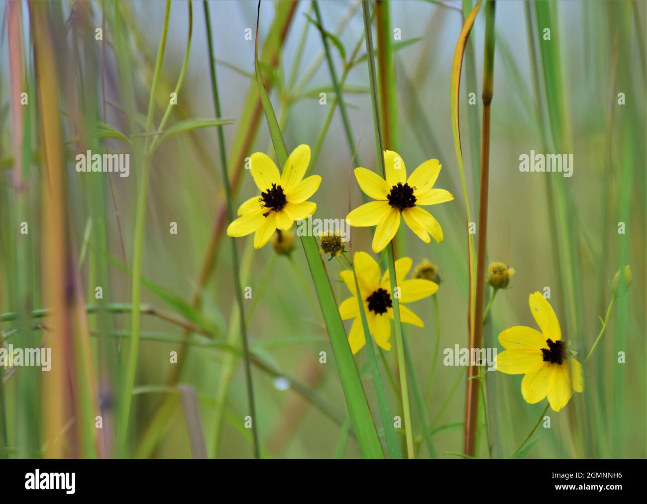 Mehrere hohe Ticksaaten blühen unter anderen hohen Gräsern auf einer Sommerwiese. Stockfoto