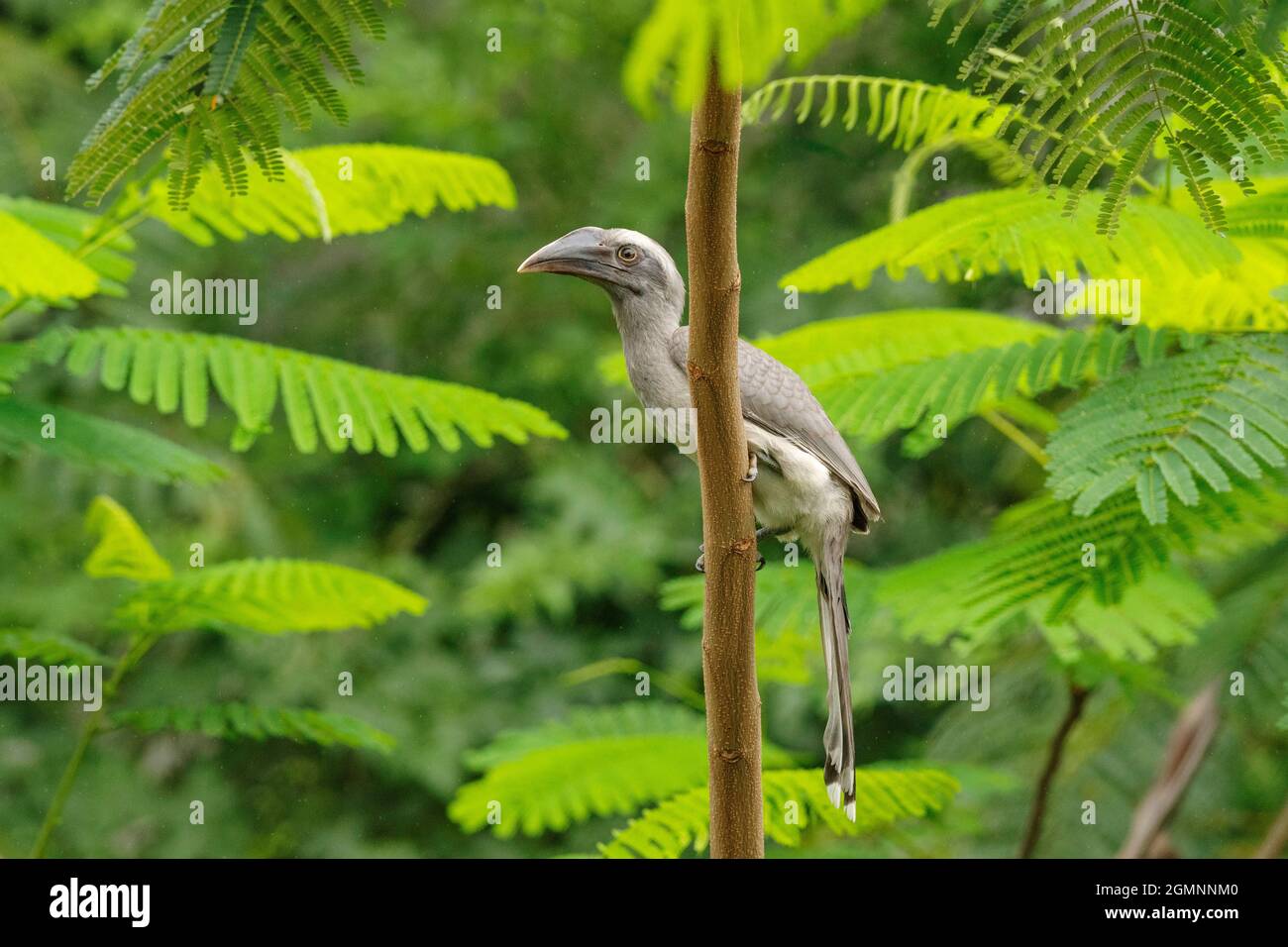 Grauer Hornschnabel auf Zweig, Ocyceros birostris, Pune, Maharashtra, Indien Stockfoto