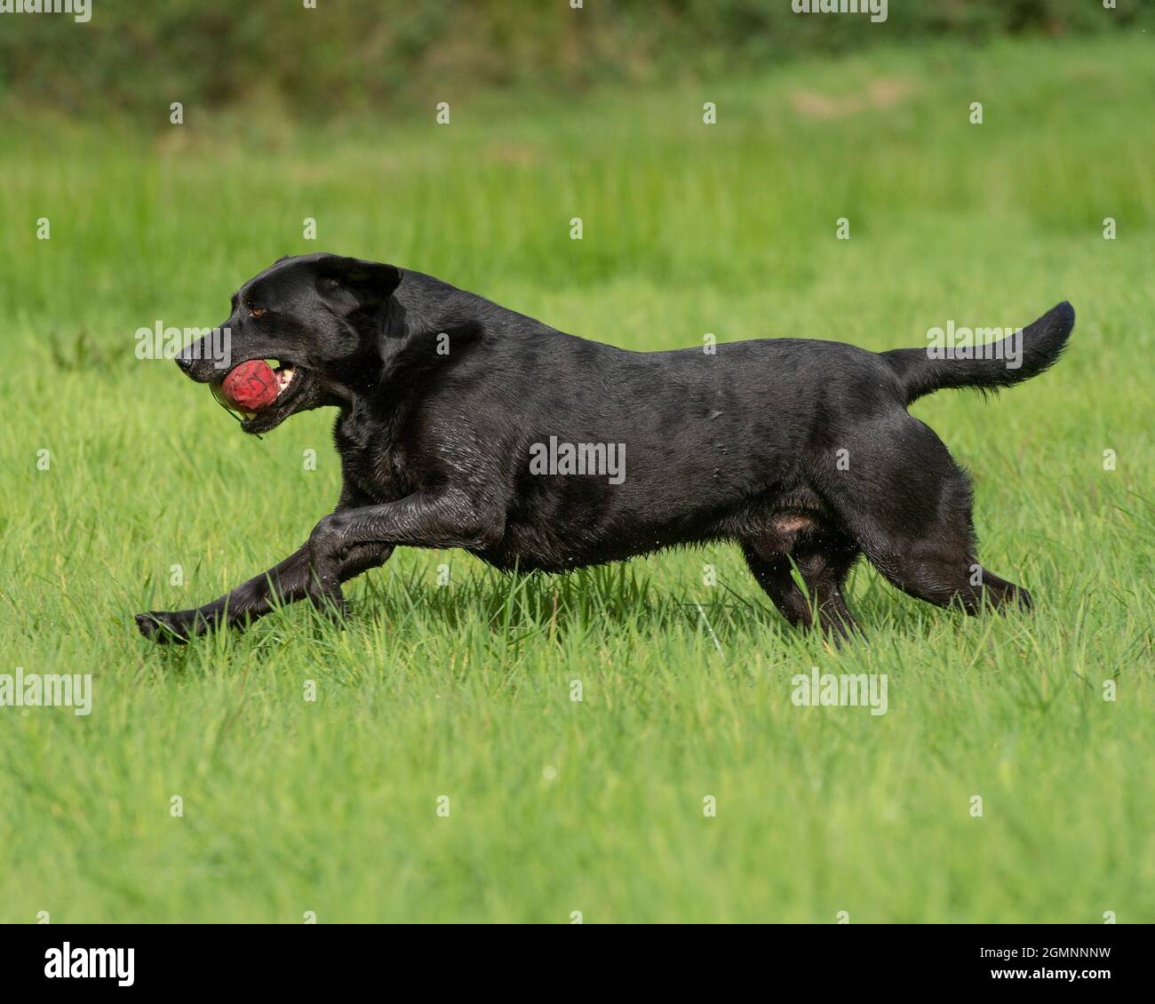 Schwarzer Labrador Retriever, der einen Trainingsdummy trägt Stockfoto
