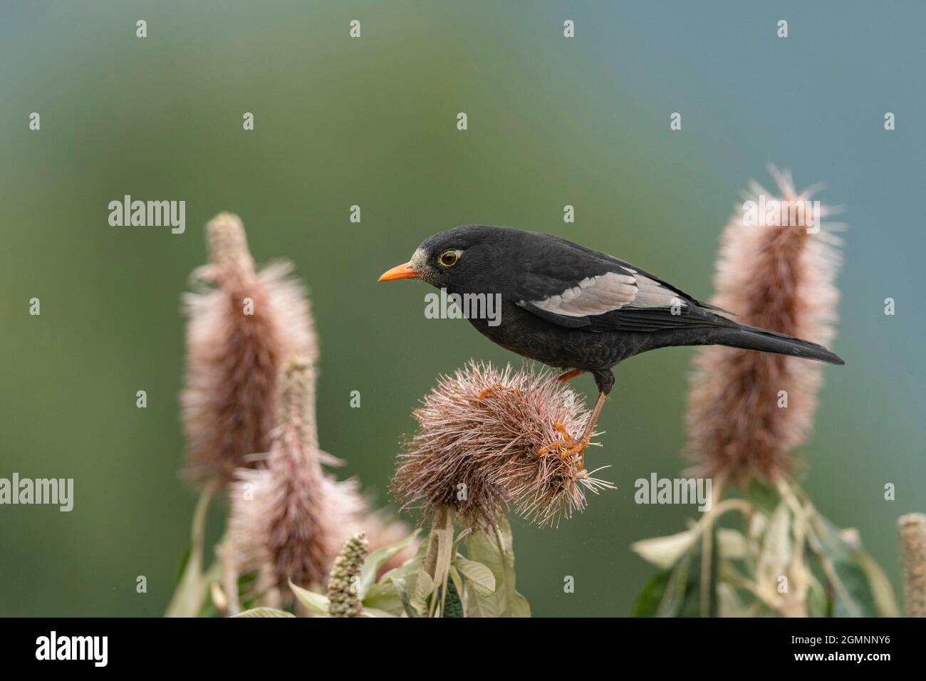 Grauflügelige Amsel, Turdus Boulboul, Männlich, Ryshop, Westbengalen, Indien Stockfoto