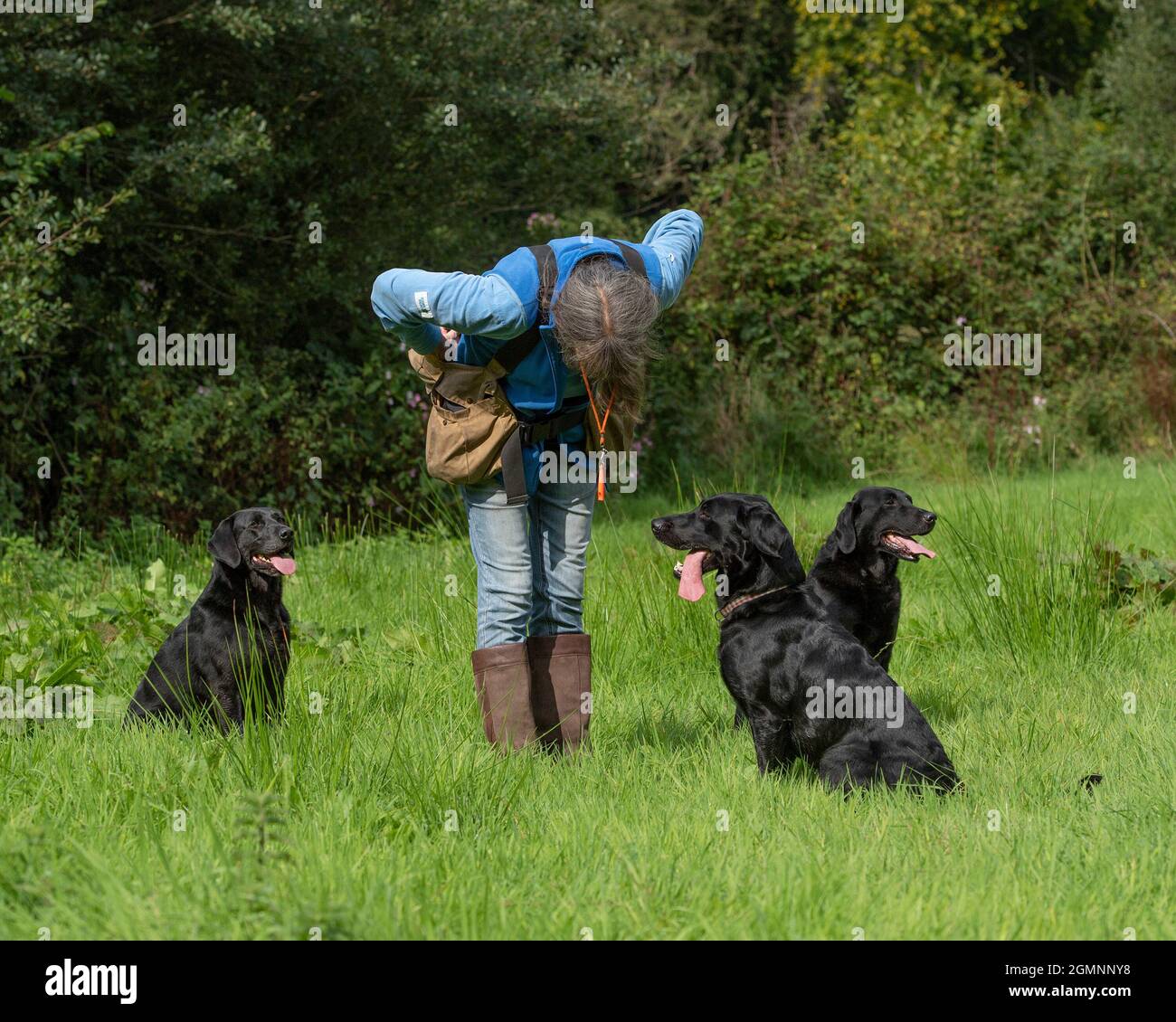 Hundetrainer und drei Labradoren Stockfoto