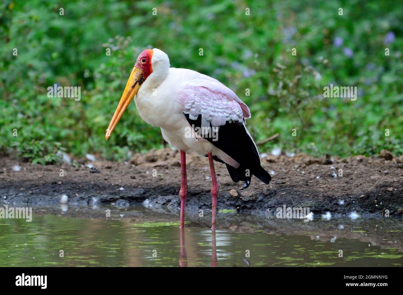 Gelbschnabelstorch, Nimmersatt, Mycteria ibis, Stockfoto