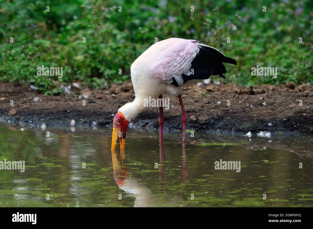 Gelbschnabelstorch, Nimmersatt, Mycteria ibis, Stockfoto