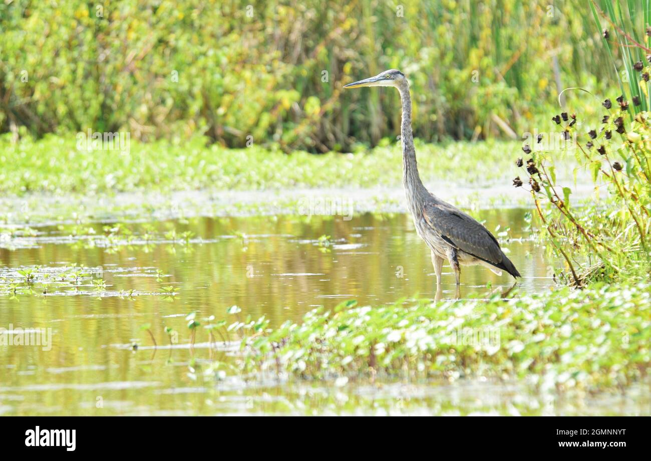 Schöner blauer Reiher in einem Feuchtgebiet, der auf einen Fisch wartet. Stockfoto