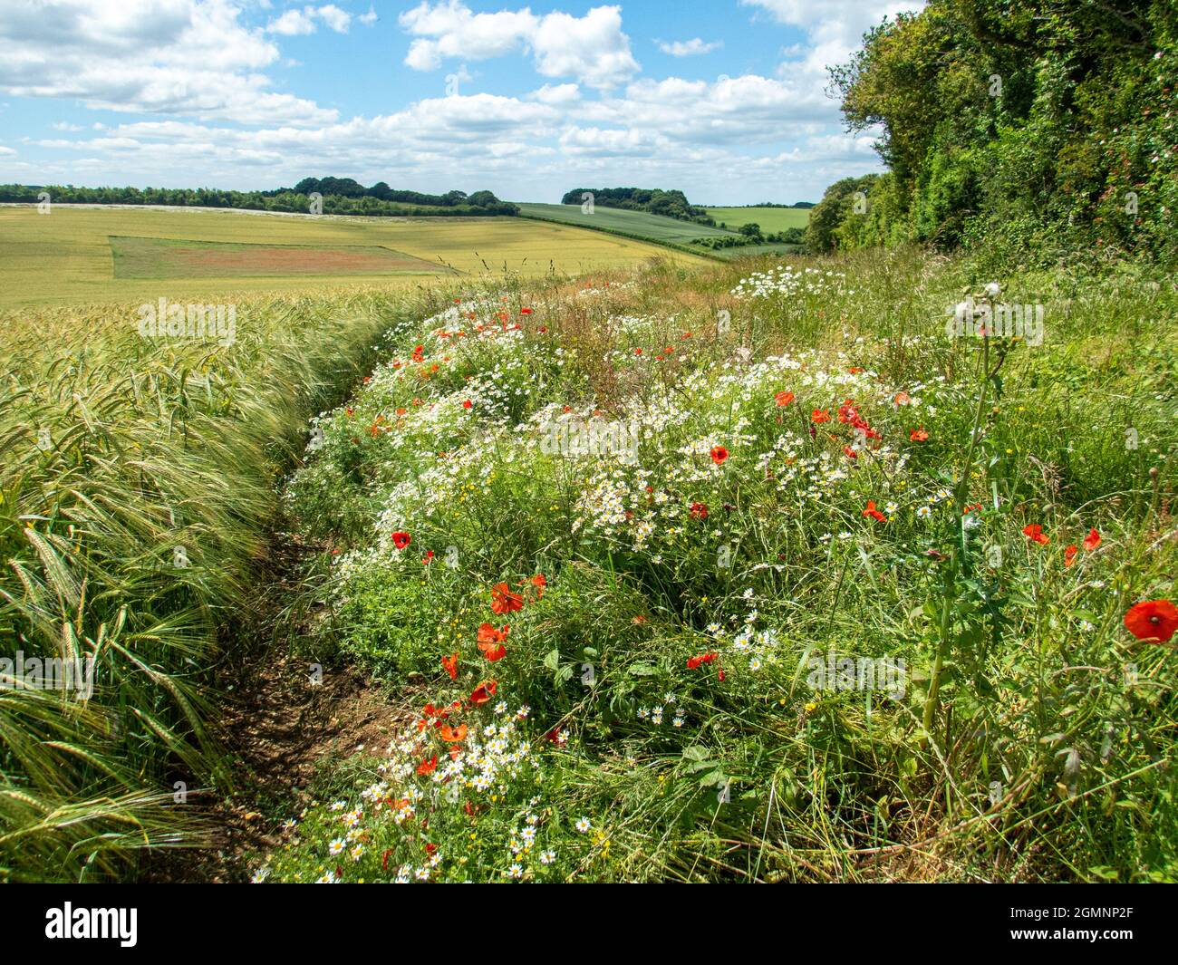 Refilding. Eine Feldgrenze mit reichlich Sommerblumen, Wield, Hampshire, Großbritannien Stockfoto