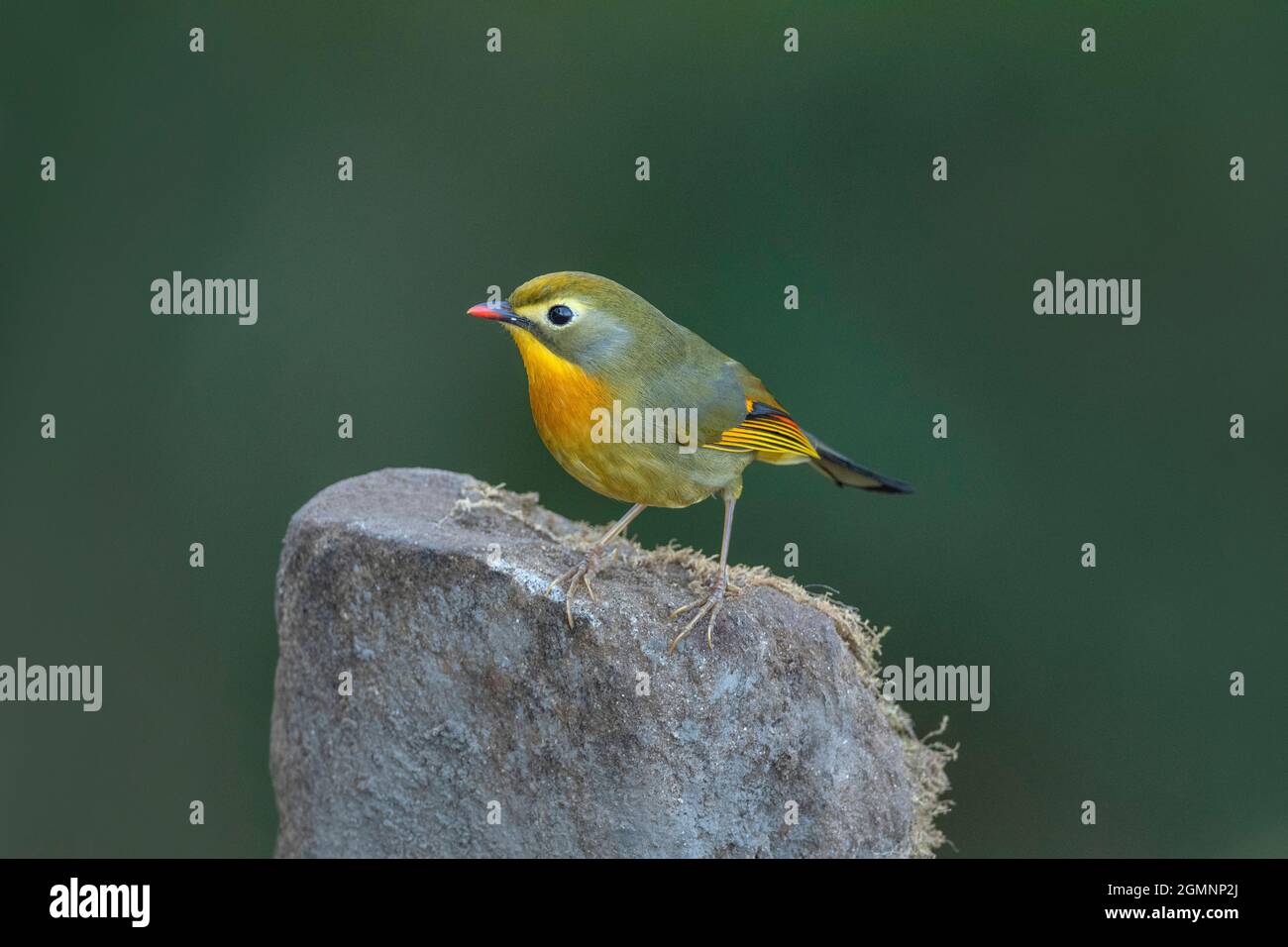 Rote Fagelschnecke Leiothrix, Leiothrix lutea, Ryshop, Westbengalen, Indien Stockfoto