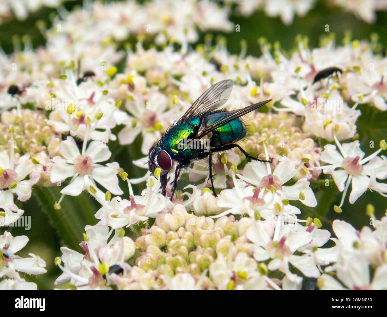 Metallische blau-grüne Greenbottle Fly, Lucilia sericata, eine Art Blowfly, Wield, Hampshire, Großbritannien Stockfoto