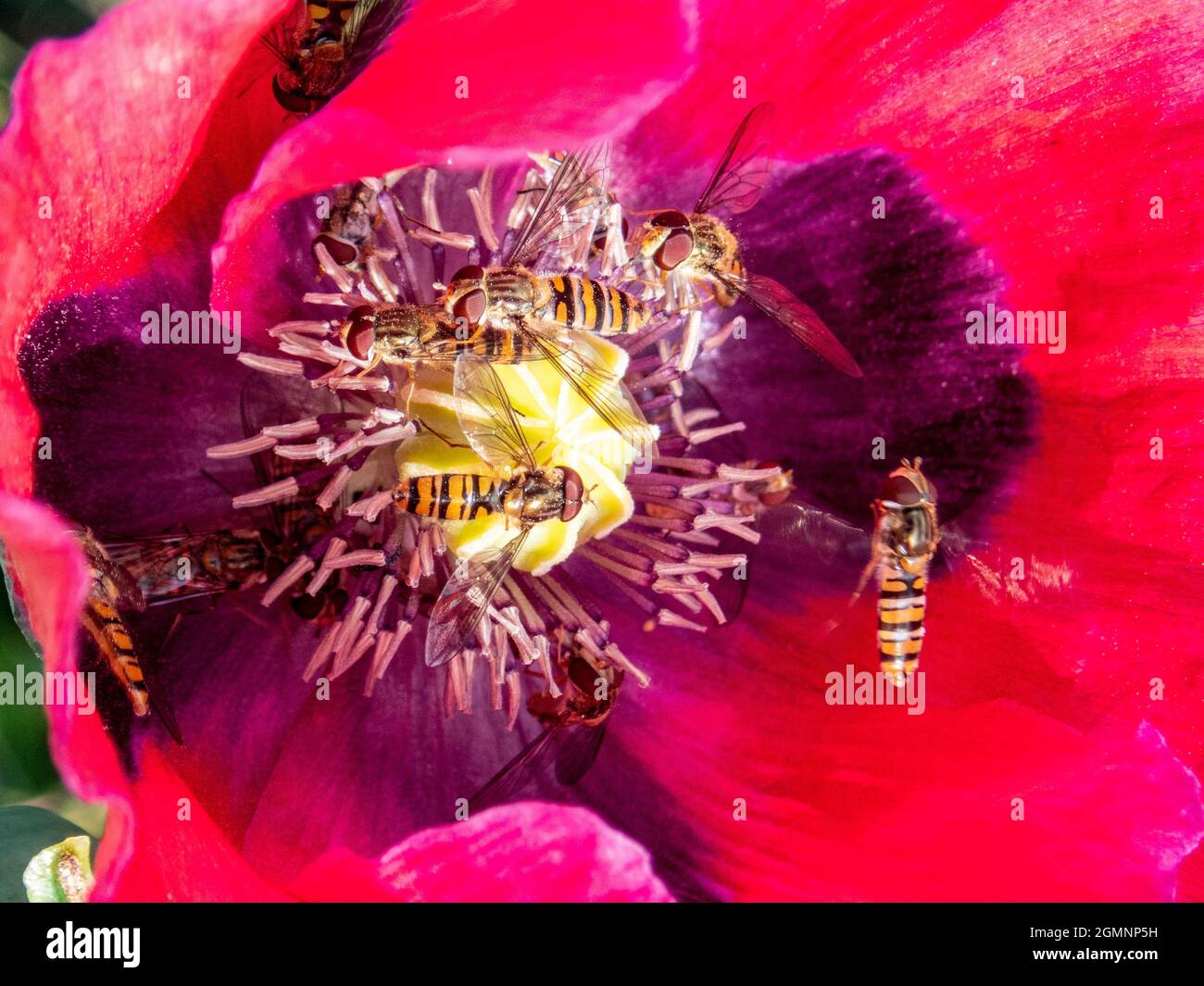 Schwebfliegen, Syrphidae, versammeln sich auf einer Gartenblume, Weld, Hampshire, Großbritannien Stockfoto