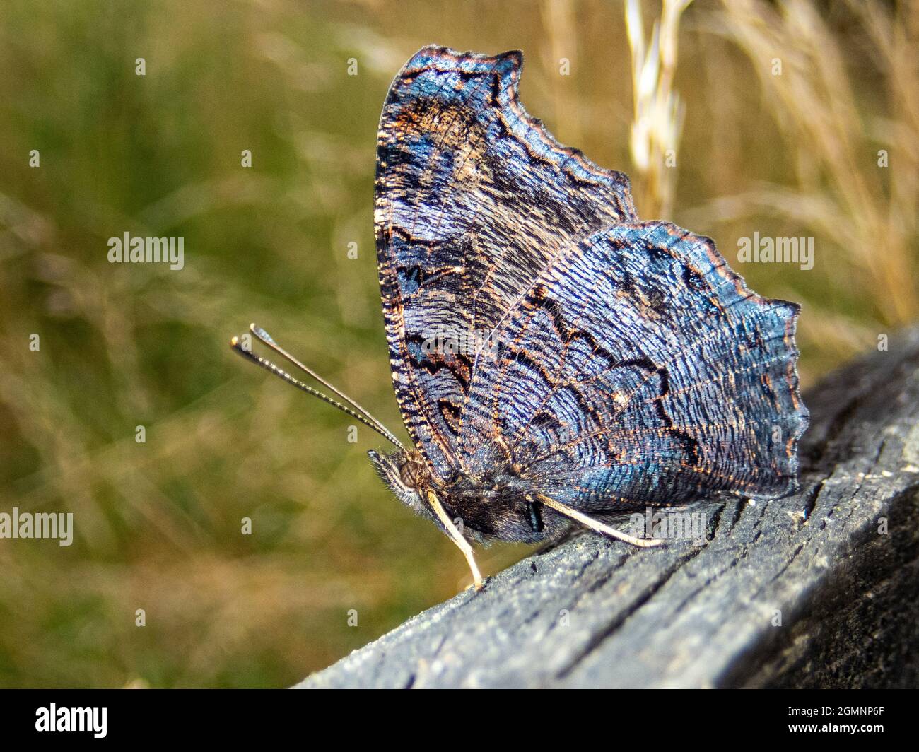 Ein Pfauenschmetterling faltet seine Flügel, während er sich ausruht, um seine bunten Flügel zu verbergen, Alresford, Hampshire UK Stockfoto