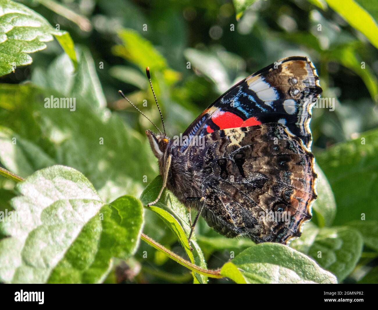 Der rote Admiral-Schmetterling, Vanessa atalanta, ruht auf einem Blatt mit seinen bunten Flügeln, die zur Tarnung gefaltet sind, Alresford, Hampshire, Großbritannien Stockfoto