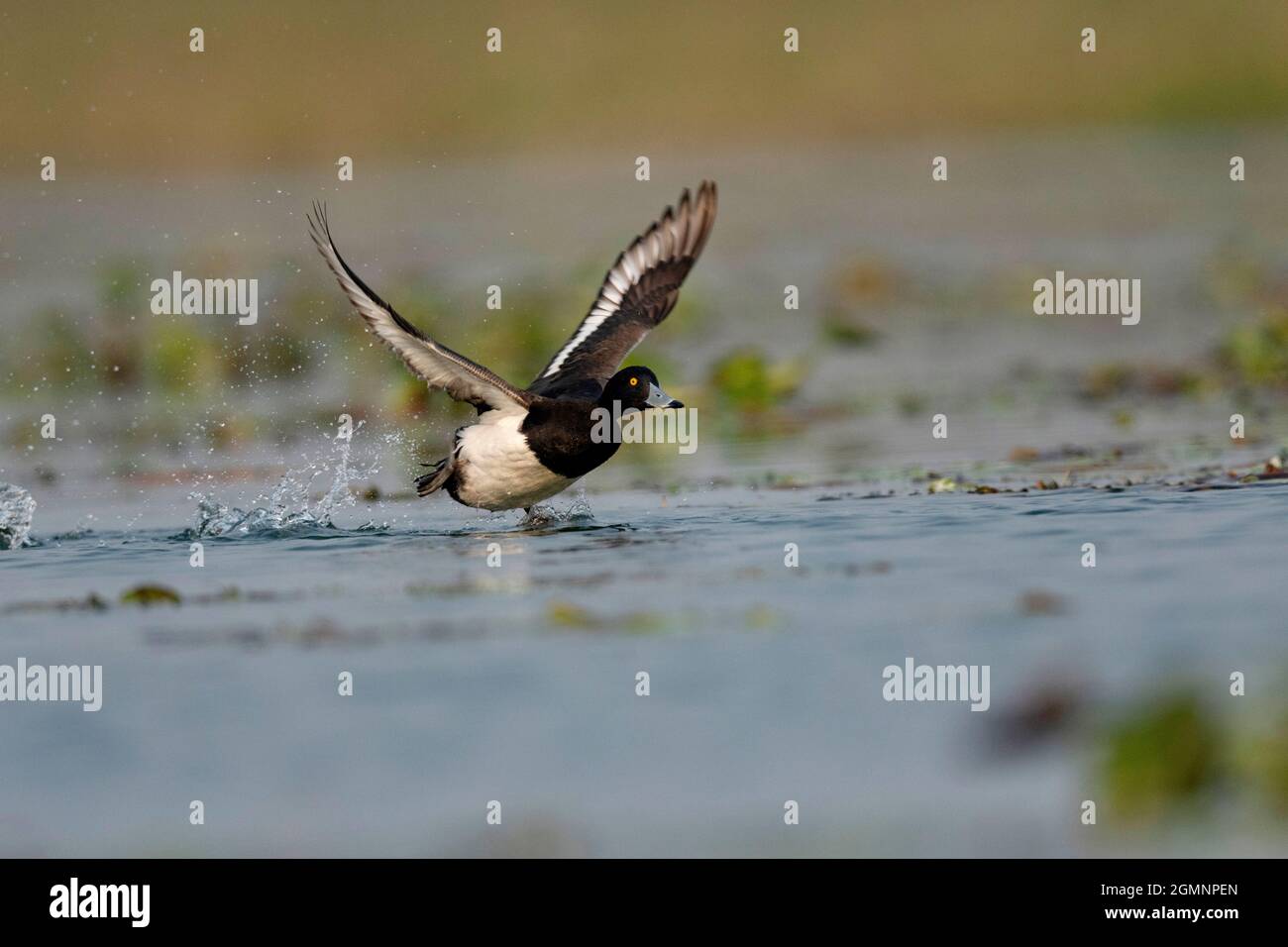 Tufted Duck, Aythya fuligula Gajoldoba oder Gojaldoba, Westbengalen, Indien Stockfoto