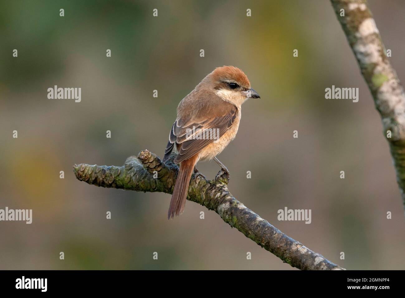 Braunwürger, Lanius cristatus, Gajoldoba oder Gojaldoba, Westbengalen, Indien Stockfoto