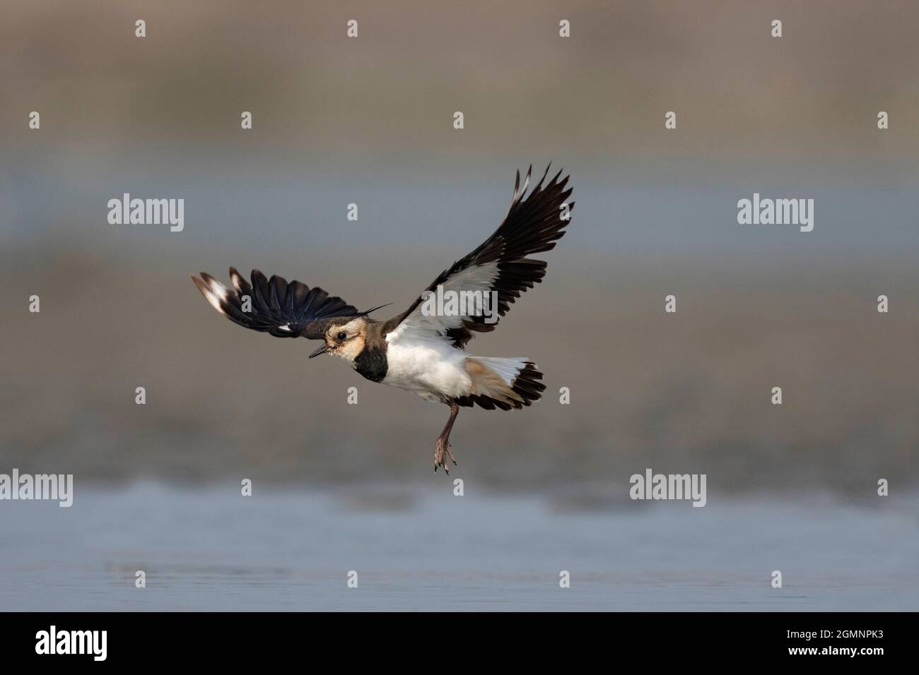 Nördlicher Lapwing, Vanellus vanellus, Gajoldoba oder Gojaldoba, Westbengalen, Indien Stockfoto