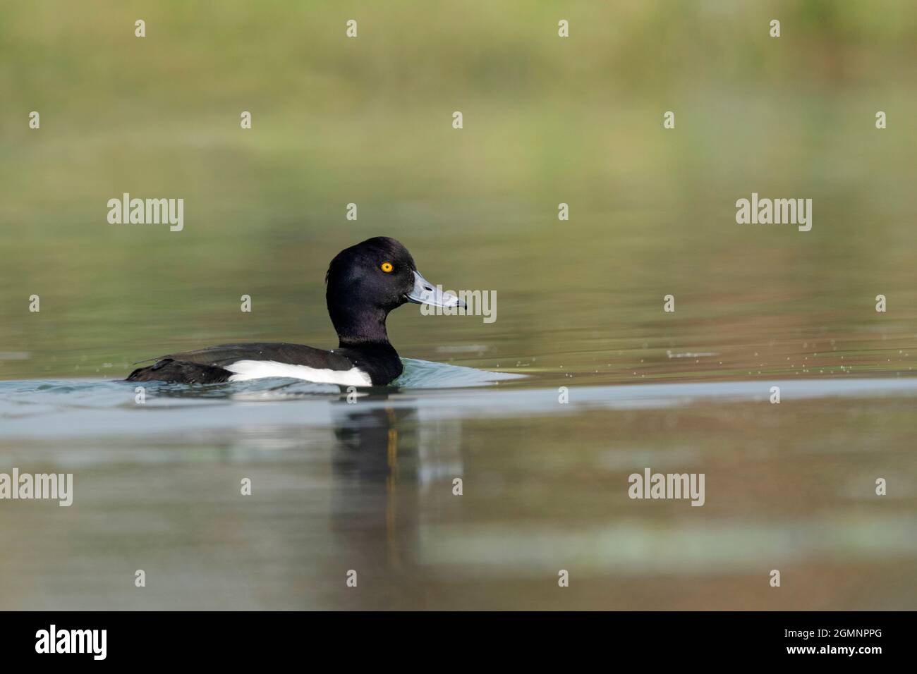Tufted Duck, Aythya fuligula, Gajoldoba oder Gojaldoba, Westbengalen, Indien Stockfoto