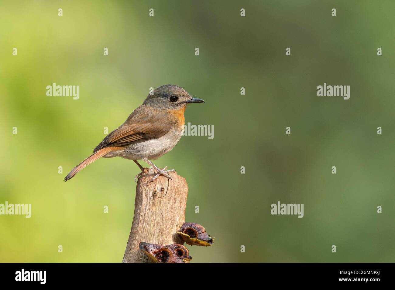 Weibliche weiße bauchige blaue Fliegenschnäpper, Cyornis pallipes, Western Ghats, Indien Stockfoto