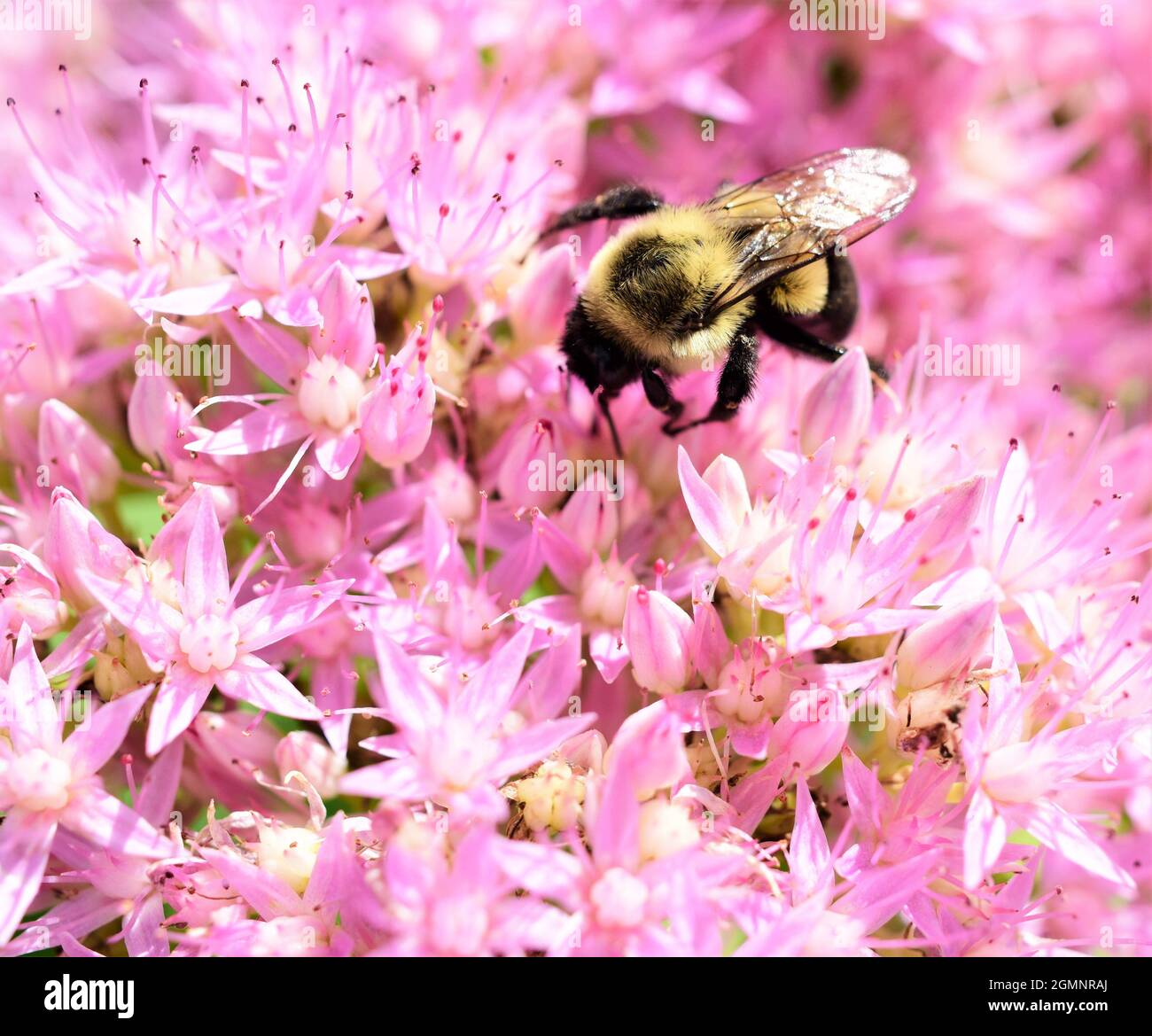 Makrobild einer Hummel, die auf einer Steinkraupfpflanze nach Nektar sucht. Stockfoto