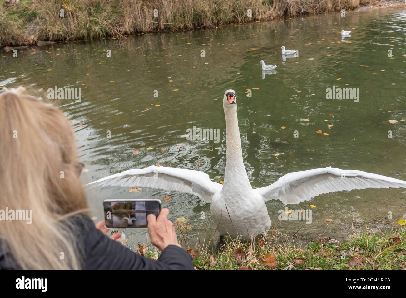 Erwachsene Frau, die ein Foto mit ihrem Telefon eines Schwans mit Flügeln auf dem Teichufer gemacht hat. Konzept der Tiere in der Natur. Stockfoto