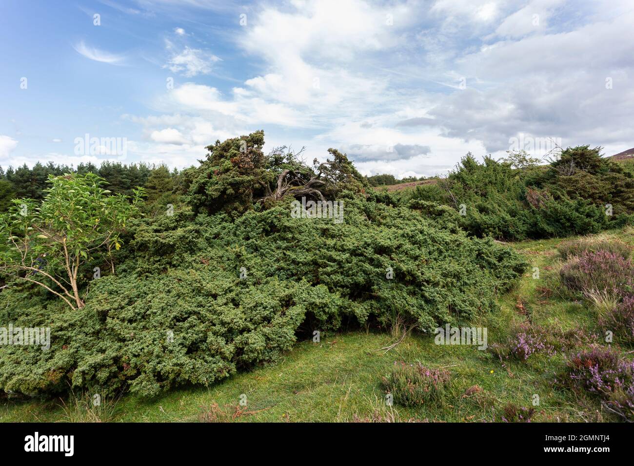 Wacholder (Juniperus communis) auf Moorland, Hepple Immobilien, Northumberland Stockfoto