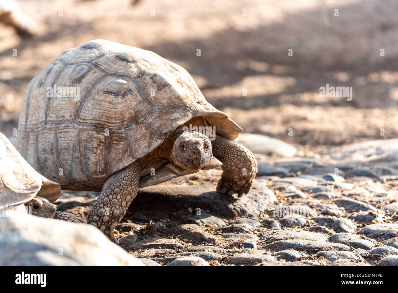 Nahaufnahme der afrikanisch angespornte Schildkröte beim Gehen Stockfoto