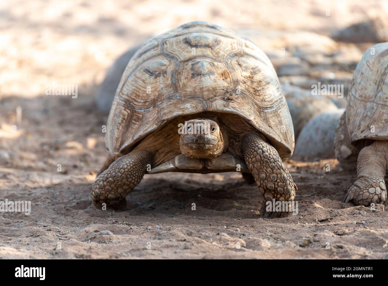 Nahaufnahme der afrikanisch angespornte Schildkröte beim Gehen Stockfoto
